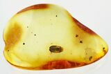 Detailed Fossil Death-Watch Beetle (Petalium?) in Baltic Amber #321749-1
